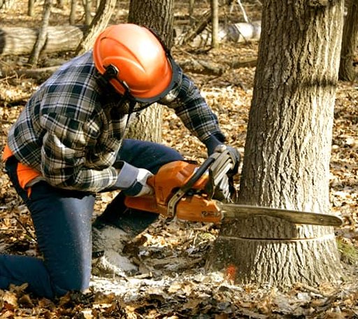 Tree Removal in New Boston, NH